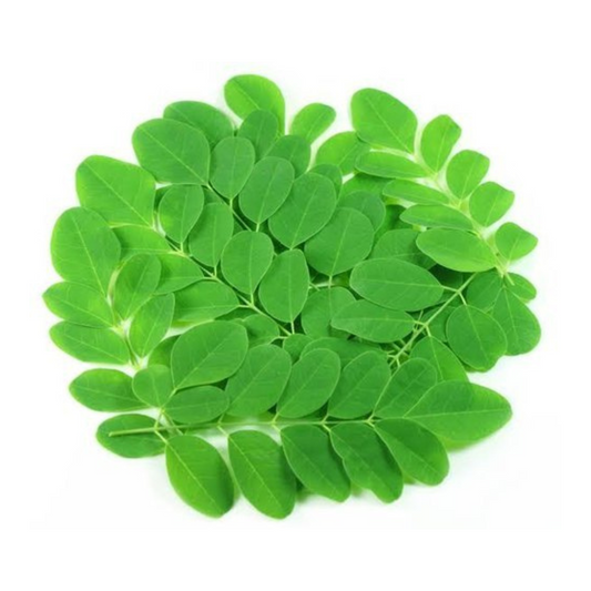 Drumstick Leaves - 1 big Bunch