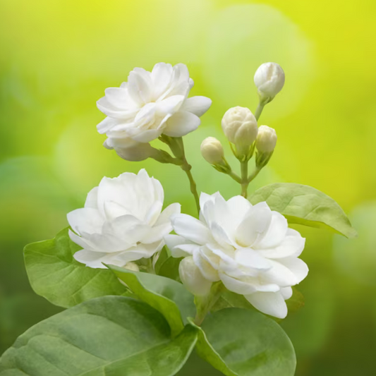 Jasmine Flower - 250G