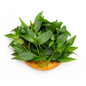 Curry Leaves - 1 Bunch