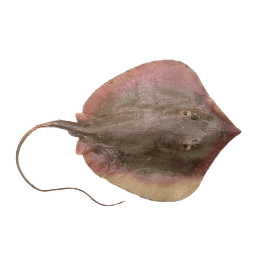 Stringray (Thirandi) - 1Kg