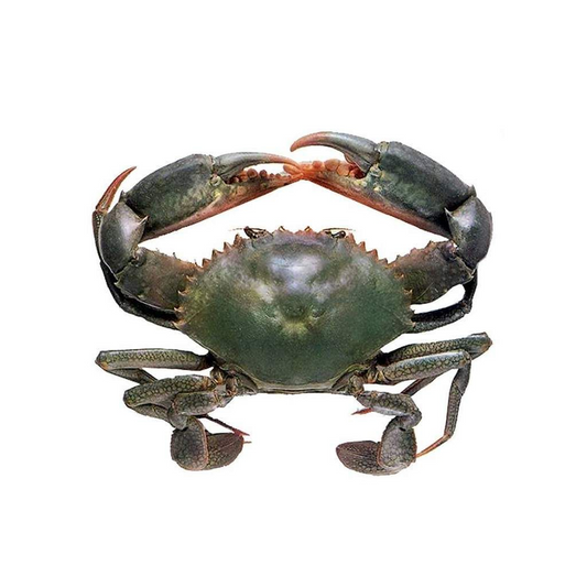 Mud Crab - 1Kg