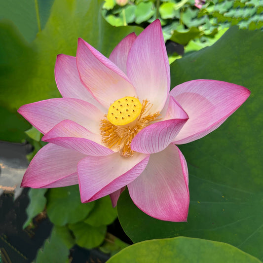 Lotuses